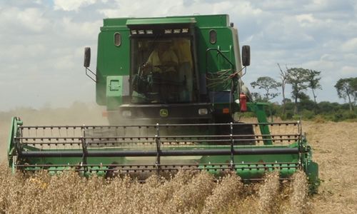 El cambio climático perjudicó la cosecha y la siembra de trigo en el oriente boliviano 