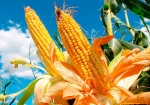 Emapa alista acopio de 350.000 toneladas de maíz, trigo y arroz