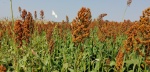 Producción de granos caerá en 800 mil tn por sequía y heladas