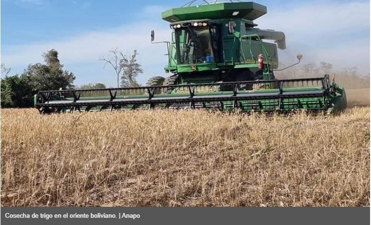 Producción de trigo cae en 45% por la sequía y Anapo exige aprobar transgénicos