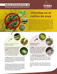 Chinches en el cultivo de soya